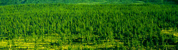 Siberian Larch Forest